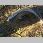 Tust 13.10.2008-31.JPG